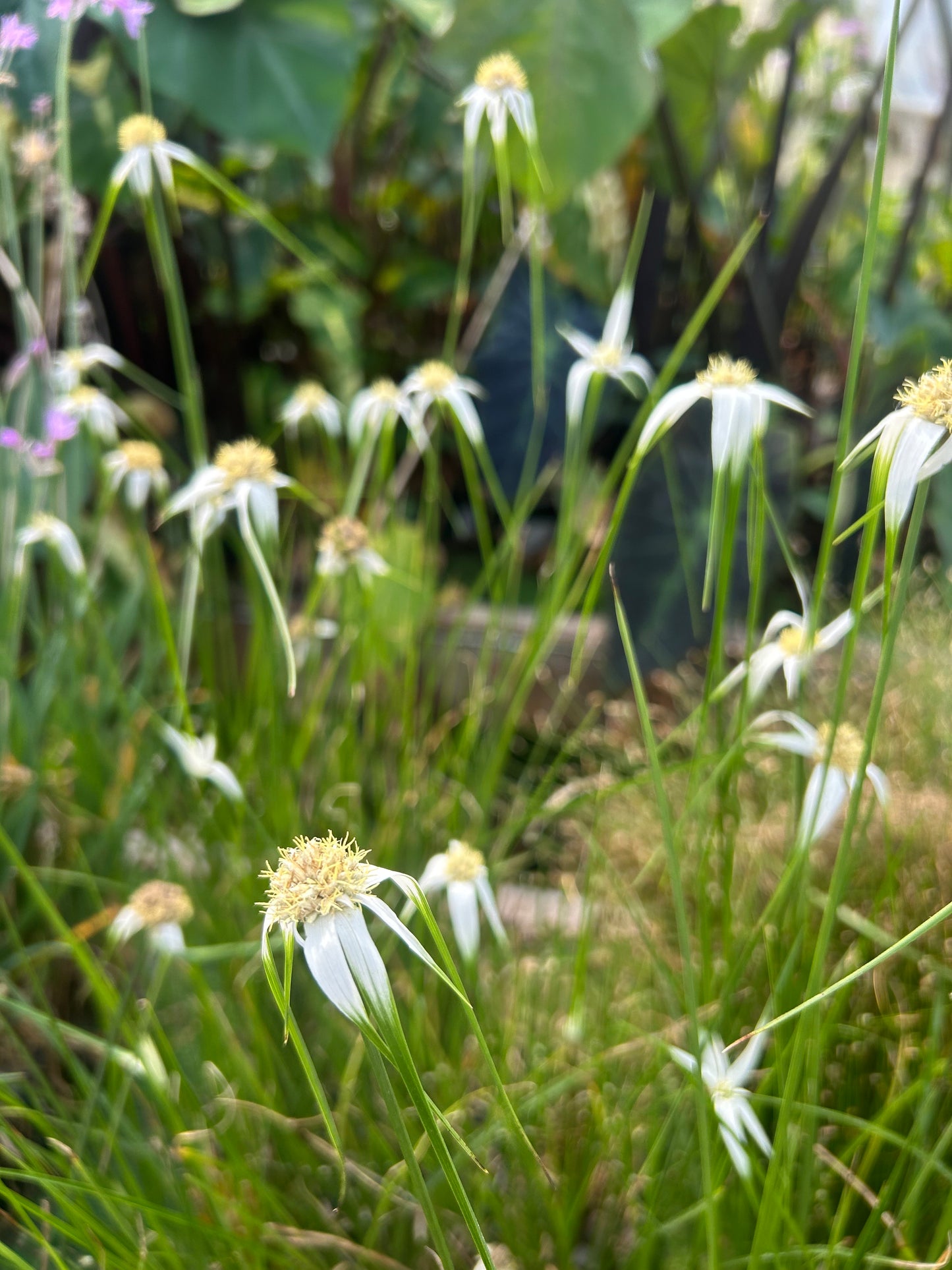 Dichromena Latifolia / Star Grass