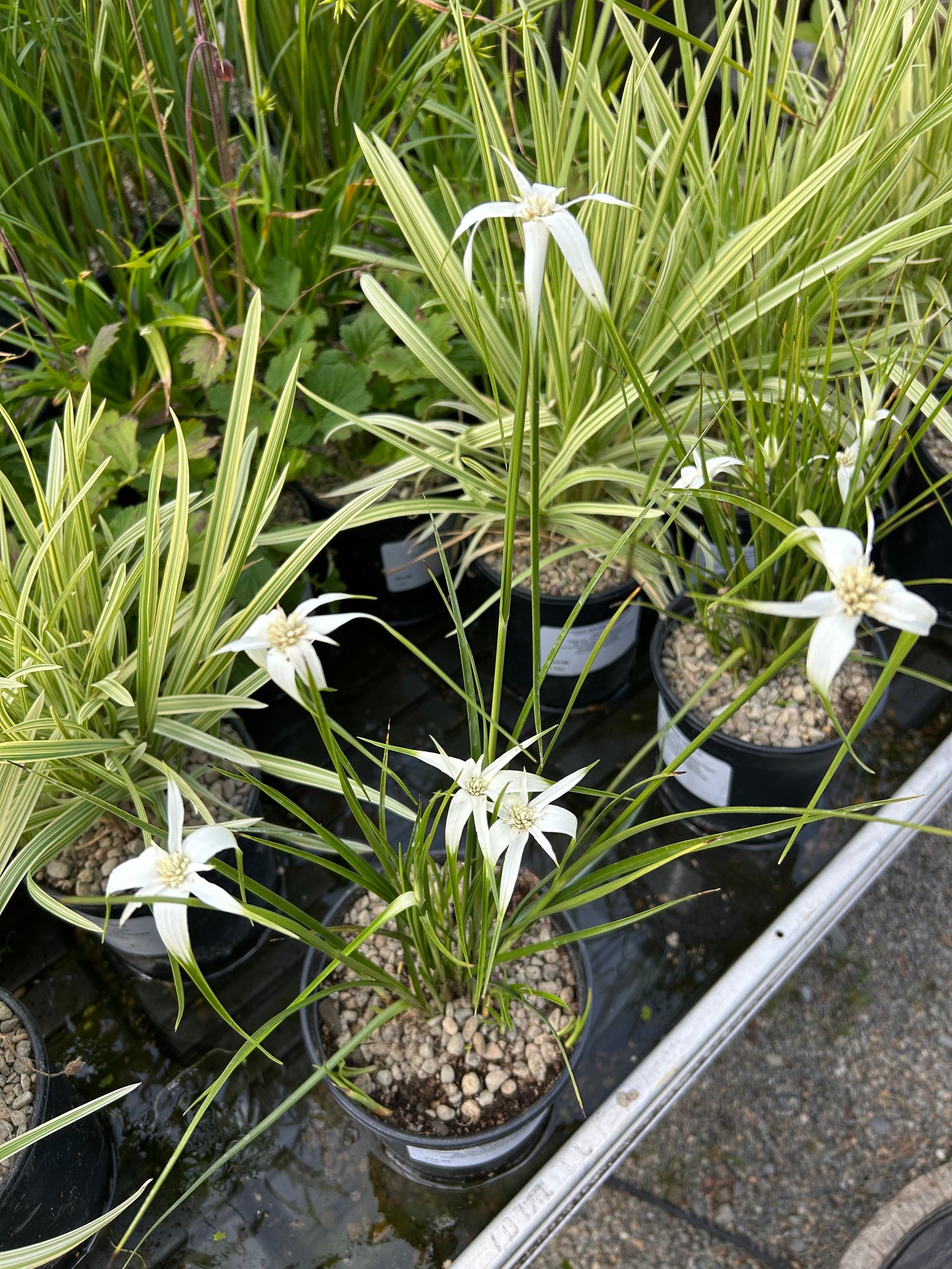 Dichromena Latifolia / Star Grass