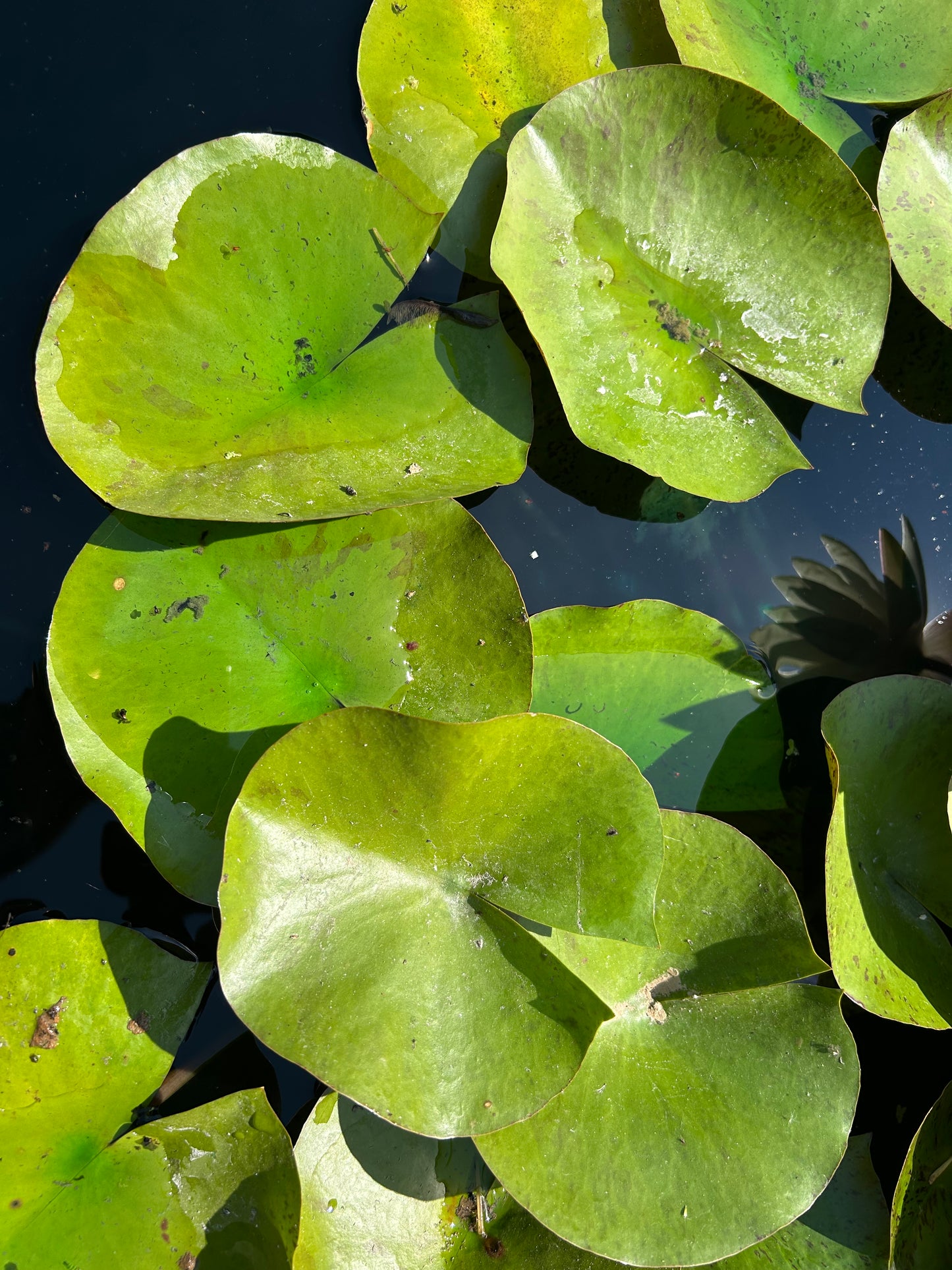 Nymphaea "Texas Dawn" / Texas Dawn Hardy Water Lily