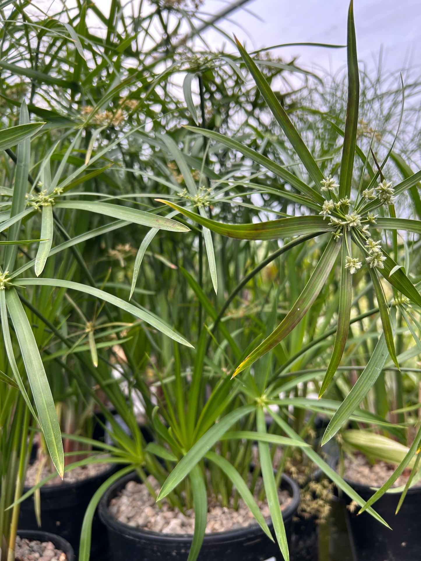 Cyperus alternifolius / Umbrella Palm