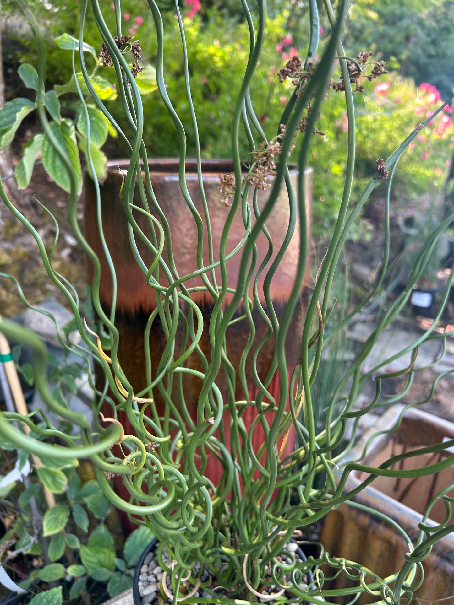 Juncus effusus 'Spiralis' / Corckscrew Rush