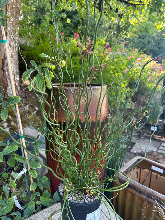 Juncus effusus 'Spiralis' / Corckscrew Rush