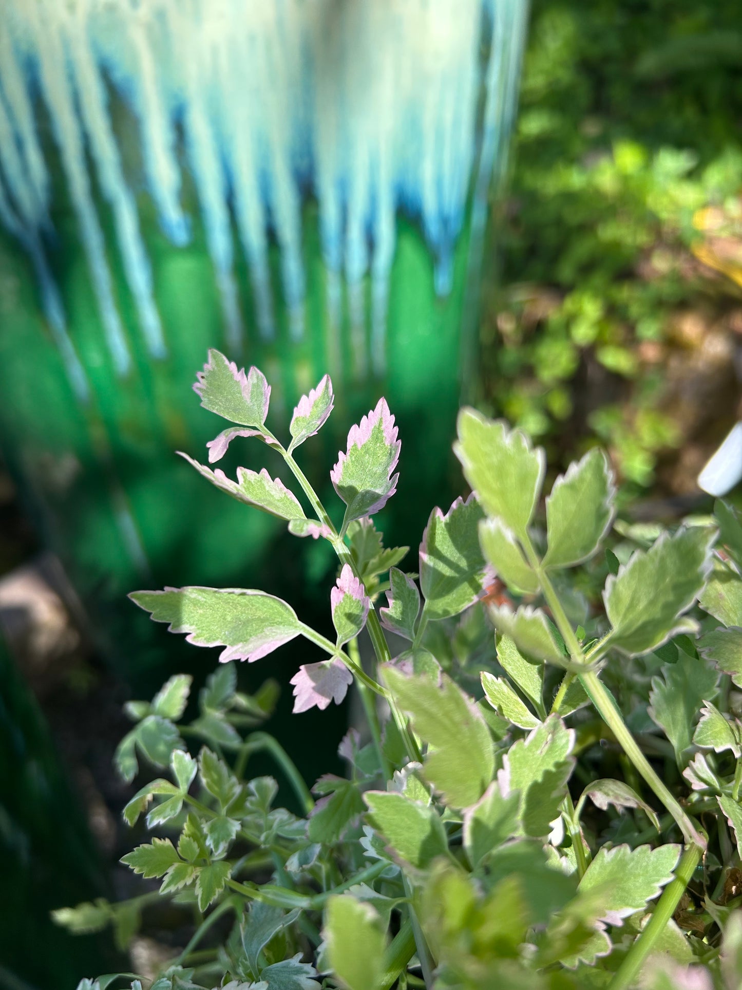 Oenanthe javanica 'Flamingo' / Variegated Water Celery
