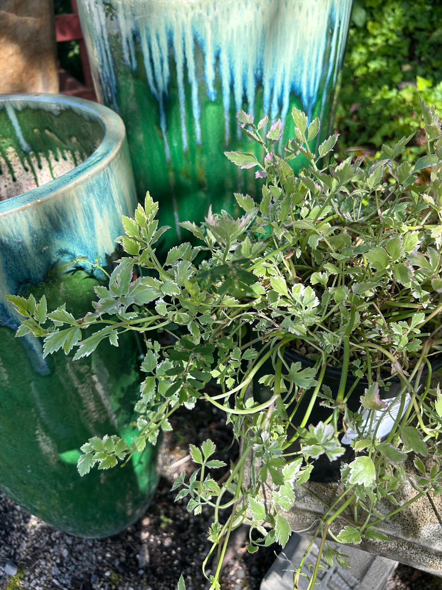 Oenanthe javanica 'Flamingo' / Variegated Water Celery