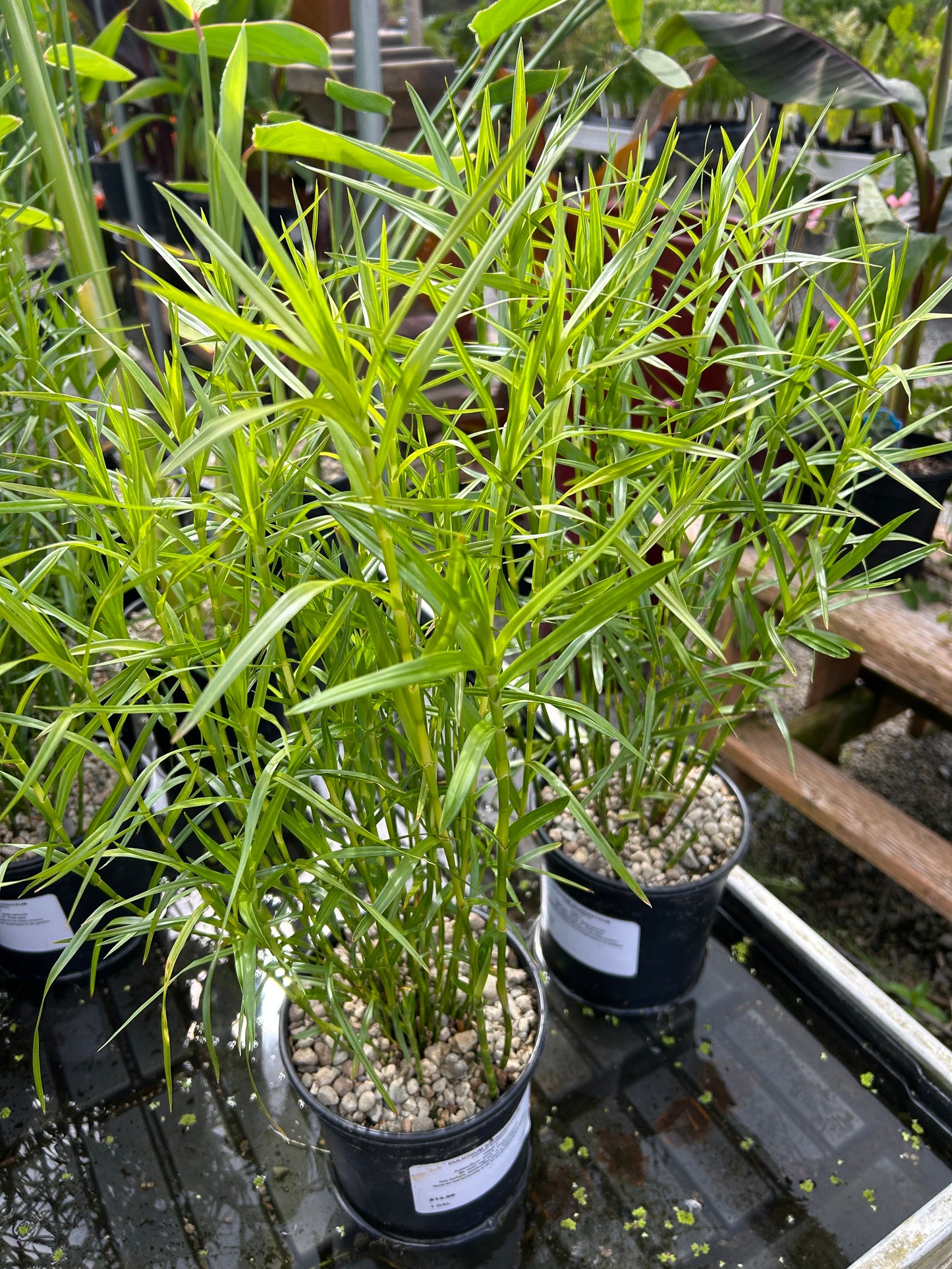 Dulichium arundinaceum / Water Bamboo