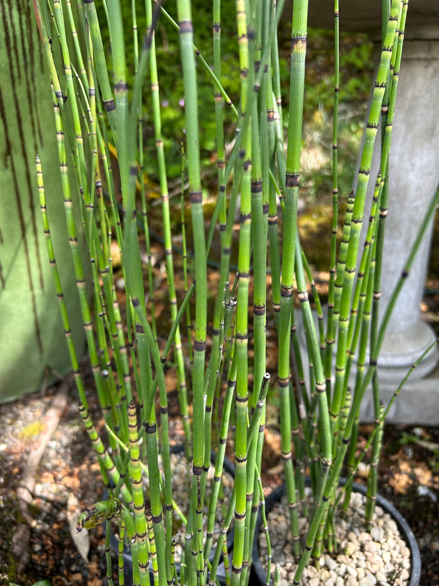Equisetum hyemale / Water Horsetail